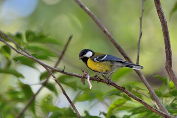 Green-backed Tit bird (Parus monticolus)