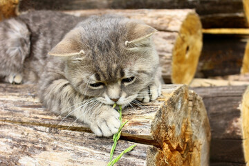 A gray tabby cat lies on wood logs, plays and catches a straw.