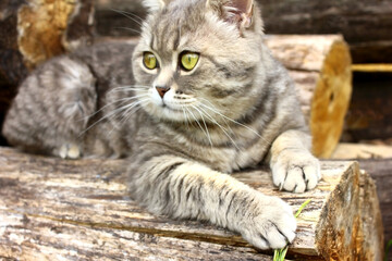 A gray tabby cat, a British Whiskas breed, lies on a log and looks into the distance to the left. Surprised look, green cat eyes.