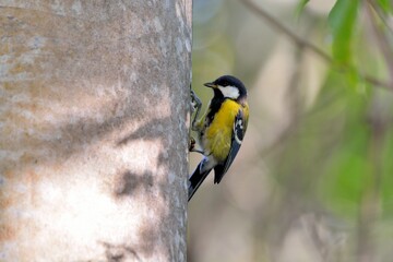 Fototapeta premium Green-backed Tit bird (Parus monticolus)