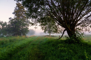 Letni poranek z mgłami w Dolinie Narwi, Podlasie, Polska