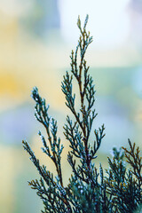 Nature Macro Pine Tree