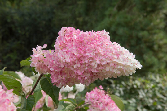 Summer Flower Heads of a Hydrangea paniculata Vanilla Fraise 'Rehny' Shrub Growing in a Herbaceous Border in a Country Cottage Garden in Rural Devon, England, UK
