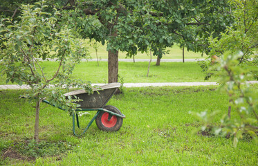 Wheelbarrow in an apple orchard