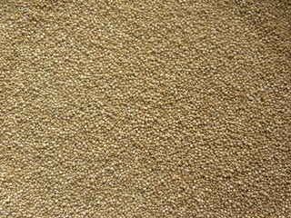 Beige color raw whole Quinoa seeds