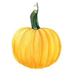 yellow ripe pumpkin on isolated white background, watercolor illustration, hand drawing