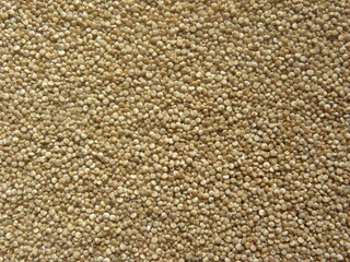 Beige color raw whole Quinoa seeds
