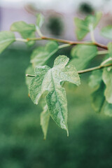 Nature Macro Leaf