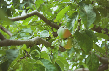 Ripe green apples on a branch