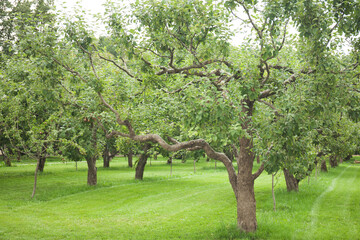 Obraz premium Apple trees in apple orchard