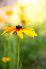 garden flowers bright yellow field plants on a background of green grass