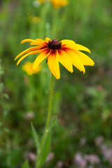 garden flowers bright yellow field plants on a background of green grass