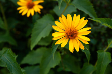 garden flowers bright yellow field plants on a background of green grass