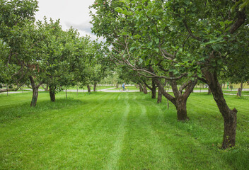 Fototapeta na wymiar Apple trees in apple orchard