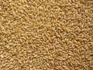 Brown color raw whole Wheat grains