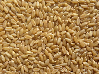 Brown color raw whole Wheat grains