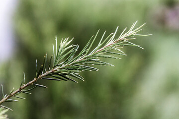 Nature Macro Pine Tree