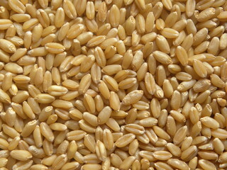 Brown color raw whole Wheat grains