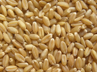 Brown color raw whole Wheat grains