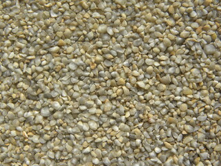Gray and yellow color raw cracked Pearl millet or Bajra dalia