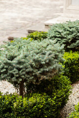 Decorative small coniferous trees for decoration of city gardening