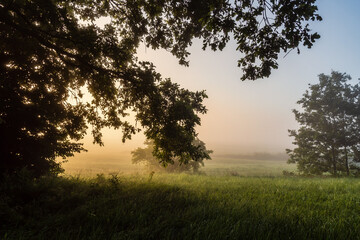 Obraz na płótnie Canvas Letni poranek z mgłami w Dolinie Narwi, Podlasie, Polska