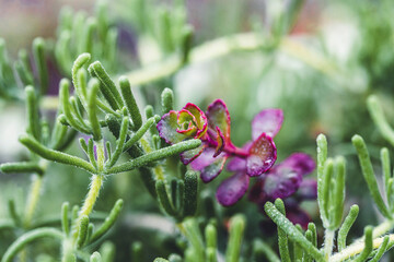 Nature Macro Leaf Flower