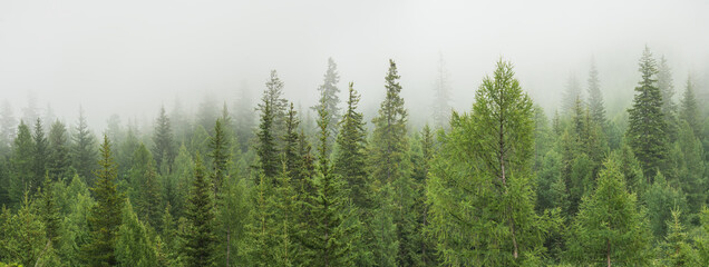 Mountain taiga, a wild place in Siberia. Coniferous forest, morning fog, panoramic view.