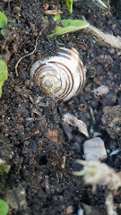 Snail in the soil