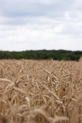 Ripe ears of wheat in the field, on the horizon a green forest, cloudy weather. Harvesting, agriculture. Background