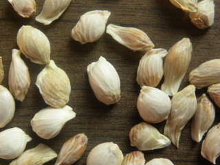 White color seed of Sweet lime fruit or Citrus limetta