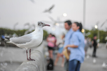 portrait seagull stands on the bridge at bangpu recreation center, Samut Prakan province Thailand