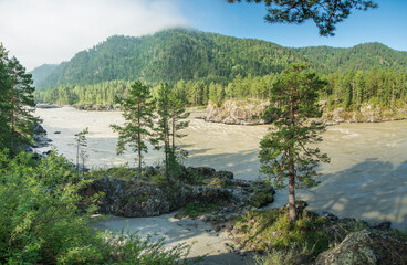 Fototapeta premium View of the Katun river, Altai. Summer greenery, morning light.
