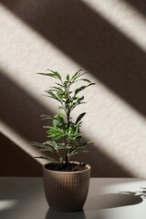 Decorative house plant in pot on beige background with deep shadows. Creative nature background. copy space