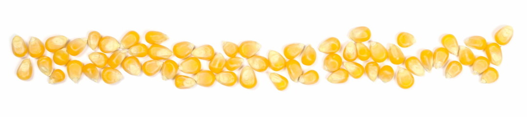 Corn kernels, popcorn row, line isolated on white background, top view