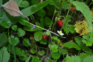 wild strawberry in the garden