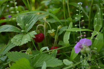 Obraz premium wild strawberry plant