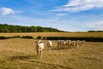 Fototapeta premium Cette photo a été prise vers Nevers, dans la Nièvre, en Bourgogne, en France, en été, en drone. Elle montre Un troupeau de vaches et de taureaux au milieu d'un champ de blé après la moisson