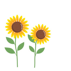 Sunflower with green leaves isolated on a white background vector.