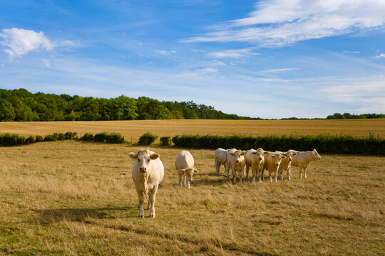 Cette photo a été prise vers Nevers, dans la Nièvre, en Bourgogne, en France, en été, en drone. Elle montre Un troupeau de vaches et de taureaux au milieu d'un champ de blé après la moisson