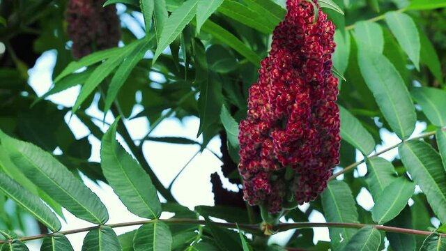 Flowers close-up. Velvet burgundy candles of the sumac tree swaying from the wind in the garden. Natural background.