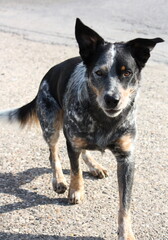 Treuer Gefährte im Sonnenschein unterwegs