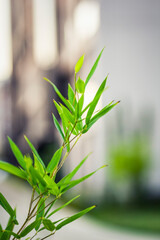 close up of rosemary