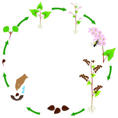 Cycle of a buckwheat plant growth isolated on white background.