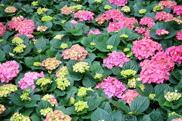 Close up of Pink hydrangeas flowers in the garden