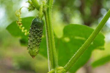 Young green cucumber on a bush