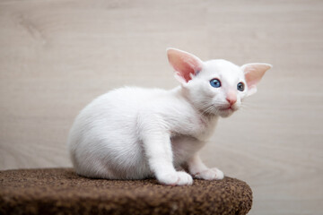 Oriental shorthair cat sitting and watching, white animal pet, domestic kitty, purebred Cornish...
