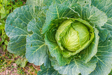 Green cabbage head in the garden