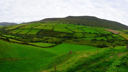 Obraz premium green field landscape