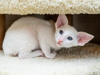 Oriental shorthair cat sitting and watching, white animal pet, domestic kitty, purebred Cornish Rex. Copy space.